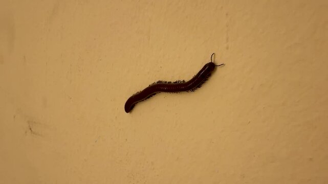 A dark brown millipede crawls slowly across a yellow plaster wall, its segmented body bending as rows of tiny legs move beneath it and antennae probe the surface.