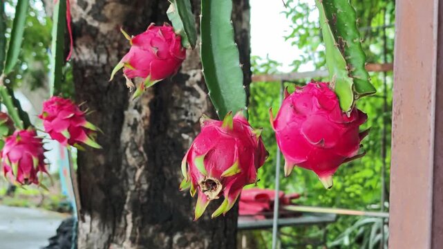 Pink dragon fruit hung on the branch.