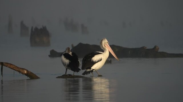 A pelican shaking the water off in a swamp during sunrise - slow-motion