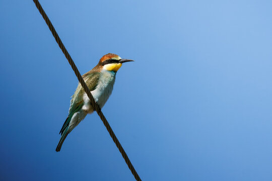 A young bee-eater (Merops apiaster) perched on a power line, side view to the camera lens against a blue sky background on a sunny summer day. Wildlife photography with copy space.