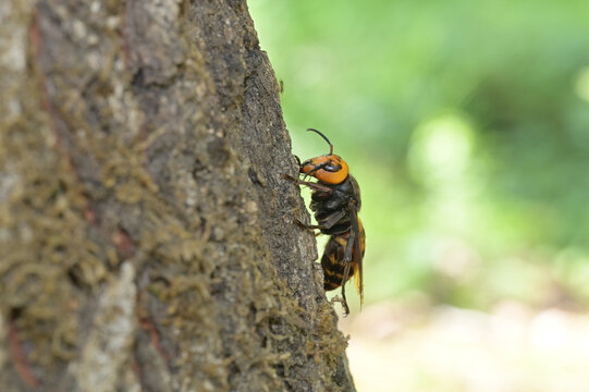 樹液を舐めるオオスズメバチ