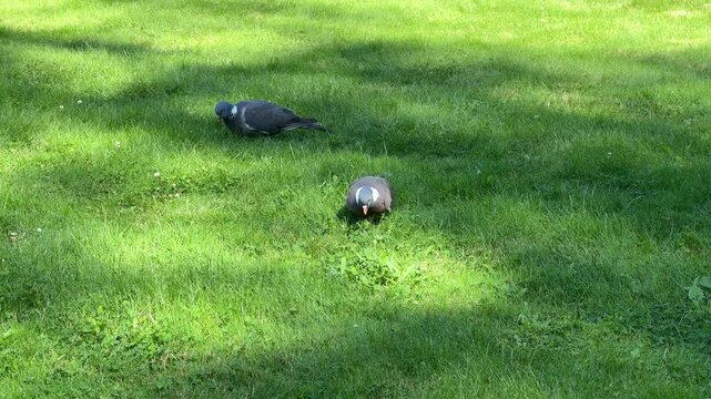 Wood pigeons (Columba palumbus, common wood pigeon, ringdove) feeding on lush green grass; ideal for nature documentaries, bird guides, and environmental education materials