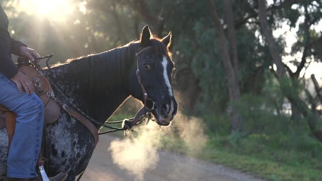 A horse huffs steamy air during golden hour - 4K Midshot