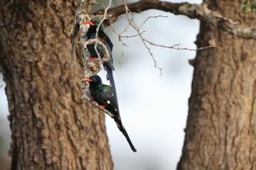 The green wood hoopoe (Phoeniculus purpureus marwitzi) is a large, long tropical bird native to Africa. This photo was taken in Kruger National Park, South Africa. © feathercollector