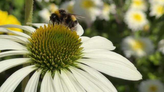Close-up of Echinacea purpurea White Swan with prominent cone and white petals, bumblebee feeding; ideal for ecology content, bee conservation materials, and botanical design