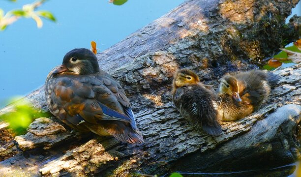 Duck family, mother and two newborn sitting on the tree trunk by the lake in green nature, waterbirds newborn baby and family  background