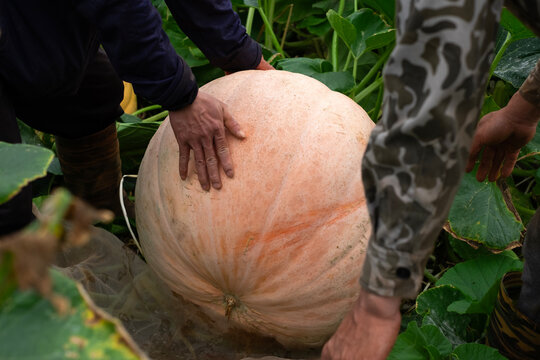 Farmers carrying a giant orange pumpkin during harvest at an organic farm in Da Lat Vietnam