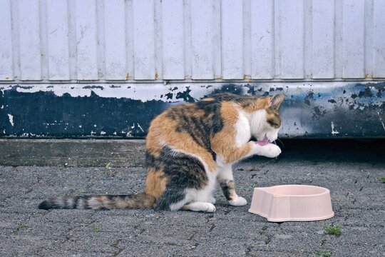 Cute calico cat sitting next to a food dish and cleans itself. Horizontal image.