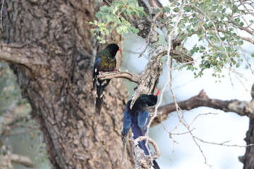 The green wood hoopoe (Phoeniculus purpureus marwitzi) is a large, long tropical bird native to Africa. This photo was taken in Kruger National Park, South Africa. © feathercollector