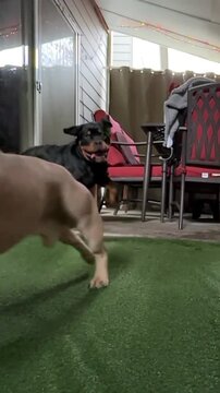 Energetic french bulldog playing with a rottweiler companion on a grassy patio during an active motion video clip featuring playful domestic pets in high speed action