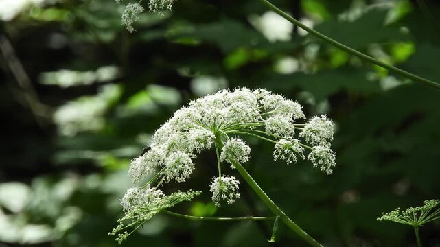 【4K】深山の林脇に咲くアマニュウ（セリ科）：繊細な白い小花を無数に広げる野生の山野草。青森の豊かな奥山を捉えたボタニカル自然映像素材　[4K] Angelica edulis (Amanuyu) Wildflowers in Deep Forest Margin: White Lace Umbel Flowers B-roll in Aomori Japan  撮影日：20260704-1