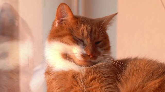 A ginger cat is dozing by the window. Home comfort. Pets.