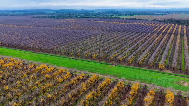Aerial video flying over a vast pecan orchard, showcasing neat rows of mature trees across the productive agricultural landscape near Biniguy in northwestern New South Wales.