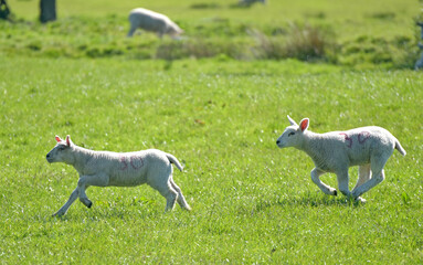 Lambs running in a field on Pendle Hill near Sabden in Lancashire © davidyoung11111