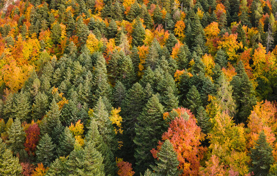 Colorful autumn forest canopy with evergreen and deciduous trees viewed from above (aerial view). Hautes-Alpes, French Alps, France