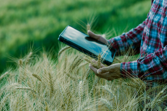 A farmer holds a digital tablet to monitor the growth of golden wheat; a smart farming concept. A close-up view of a ripe barley field during the harvest season.