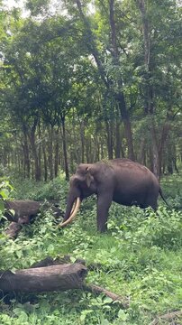 Closeup of a Wild tusker dusting off dirt before eating fresh grass