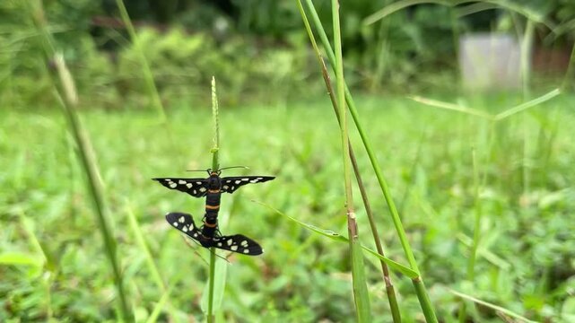 Handmaiden moths ,which are day flying moths known for mimicking wasps are mating on the grass