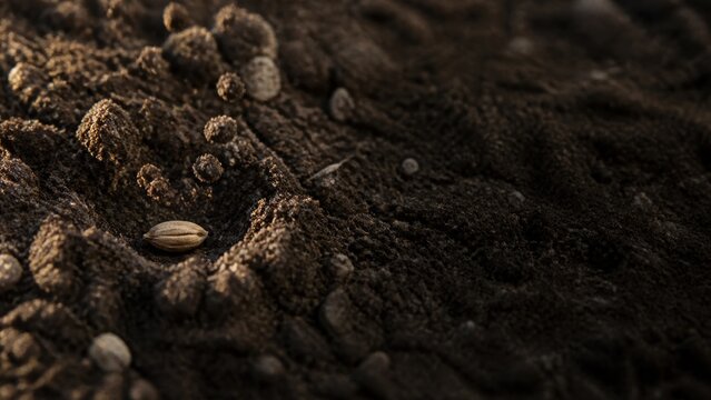 Single seed falling into fertile dark soil. Concept of biblical parable of sower from gospel of Luke. Agriculture, growth, spiritual growth and hope. Christian metaphor for word of God.