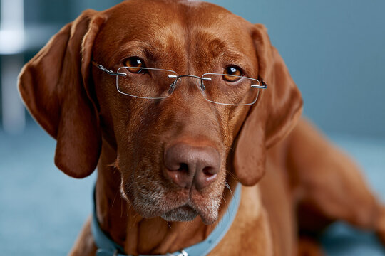 Dog with glasses looking at the camera indoors