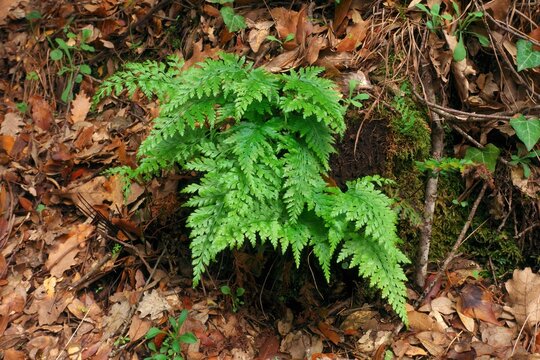 autumn color of Sicily nature small plant of fern in Etna Park, Sicily, Italy 