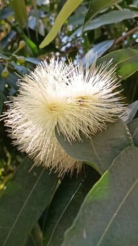 Beautiful Rose Apple (syzygium jambos) flowers.