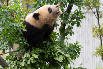 Giant Panda Resting in Tree Branch © foreverhappy