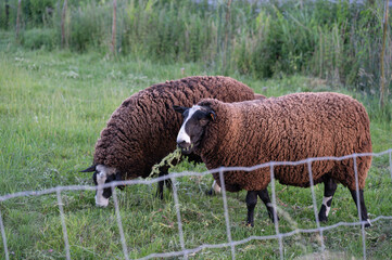 Two brown sheep grazing beside wire fence in sunny rural pasture with green grass, curly fleece, white markings, and soft meadow background under clear daylight © Lera.MB