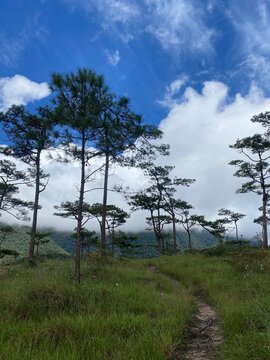Pine forest trail with blue sky and clouds at Phu Soi Dao National Park