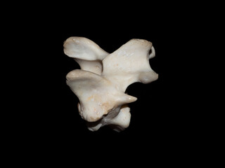 Fototapeta premium Common Seal Spinal segments Isolated on Black Background
