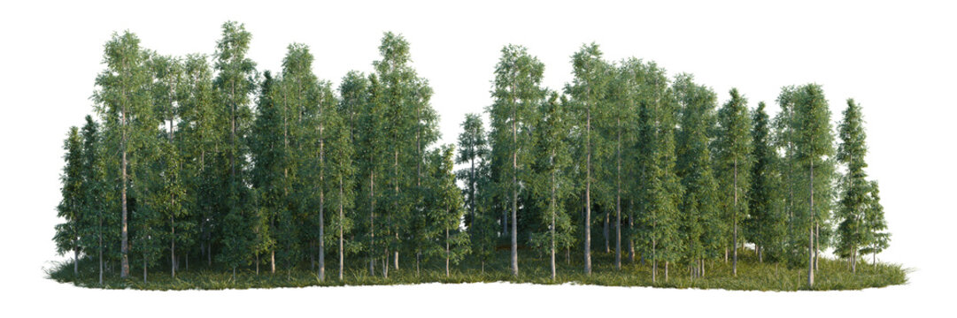 Agathis robusta tree line, Forest Edge, Backdrop cutout, isolate transparent background, Dense Forest of Green Trees with a Clear Background - Perfect for Digital Design and Creative Projects