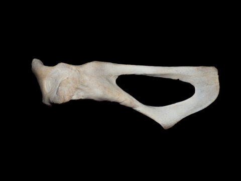 Common Seal Pelvic bones Isolated on Black Background