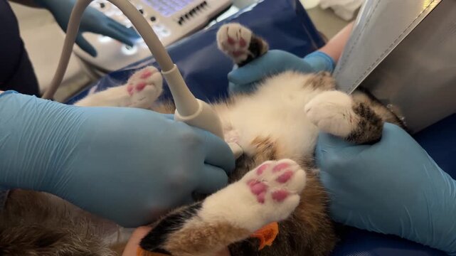 Veterinarian examines domestic cat using ultrasound scanner during routine medical checkup. Diagnostic imaging helps assess internal organs and monitor pet health in professional veterinary clinic.
