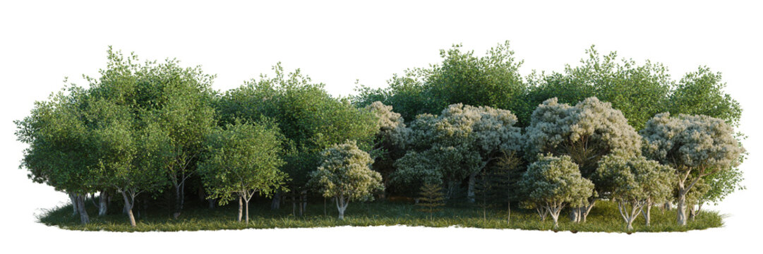 Melaleuca linariifolia, Platanus acerifolia and Termina tree line, Forest Edge, Backdrop cutout, isolate transparent background, Dense row of lush green trees with varied foliage and texture