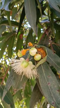 Beautiful Rose Apple (syzygium jambos) flowers.