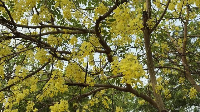Vibrant Yellow Cassia Blossoms Blooming Among Green Leaves Outdoors