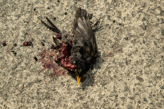 vogel tod boden sterben tier