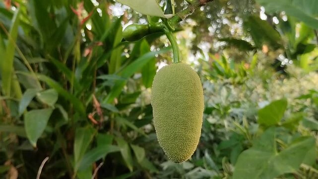 Young green jackfruit hanging on tree branch
