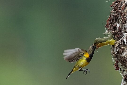 The yellow-breasted sunbird builds a nest to raise its young.