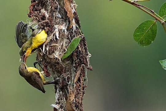 The yellow-breasted sunbird builds a nest to raise its young.