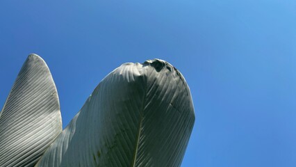 Large feathered leaf against clear blue sky. Soft curves and layered veins dominate the frame. Natural texture highlights light and shadow play. Ideal for nature, wildlife, or botanical themes © RiyanBudi