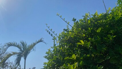 Clear blue sky above green foliage. Sunlit leaves glow with vibrant hue. Palm fronds sway gently in breeze. Scene evokes calm, peaceful tropical day. Perfect for nature, travel, or relaxation themes © RiyanBudi