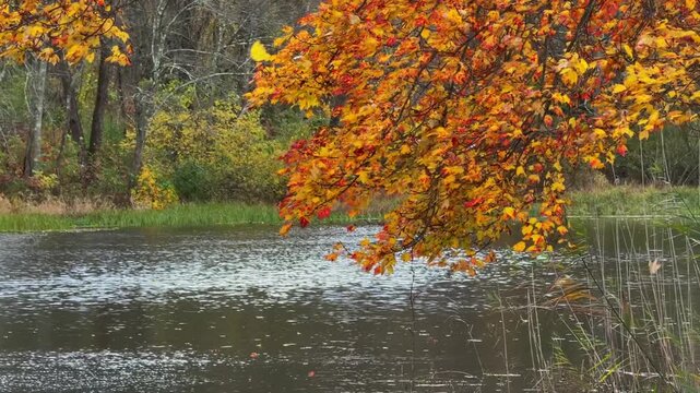 autumn in the park