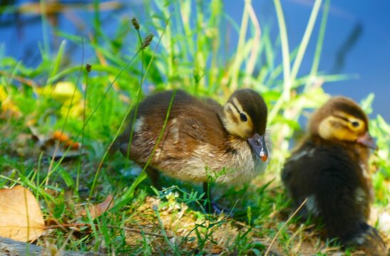 Cute newborn baby ducks enjoy by the lake in a green grass in nature, duck family and babies background, waterbirds