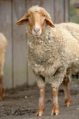 Sheep with wood shavings and droppings standing outside a shed © Kari Post