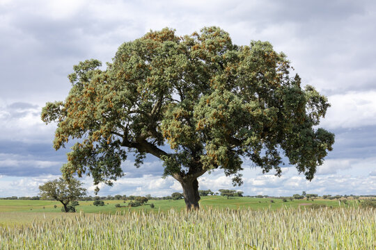 Cork oak tree standing alone in alentejo field during springtime