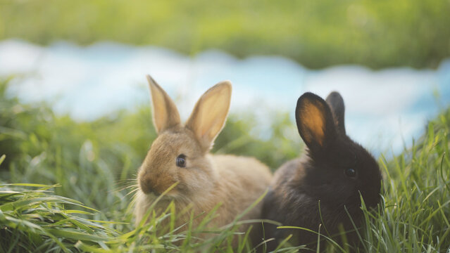 Two rabbits sit quietly on the grass. One brown rabbit and one black rabbit enjoy the soft grass together under a clear sky.