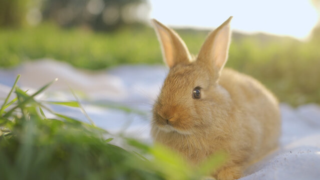 A rabbit sits peacefully on the grass in the park, enjoying the warm sun. The sun casts soft light over the rabbit and the lush park scenery.