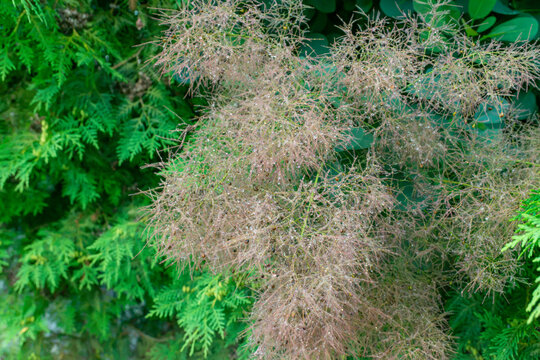 Feathery seed panicles of European smokebush Cotinus coggygria are covered with tiny rain droplets against dense green foliage. Detailed botanical image highlights the airy plume texture of this ornam
