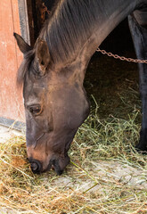 The horse is eating hay. © Лідія Шахін
